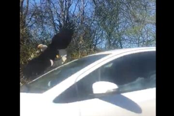 Ørnen risikerer at blive kørt ned på A26