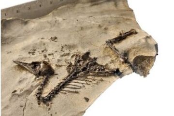Lokal museumsinspektør inviterer til foredrag om molerets 55 millioner år gamle historie