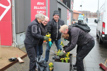 I dag planter Seniorklubben påskeliljer i Nykøbing