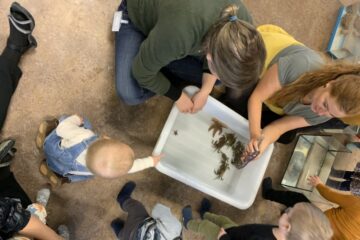 Søstjerner, krebs og krabber på besøg i børnehaven